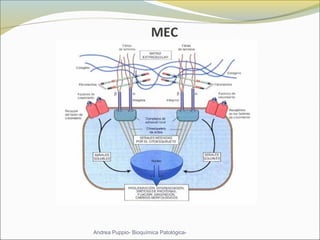 MEC  
Andrea Puppio- Bioquímica Patológica-
 