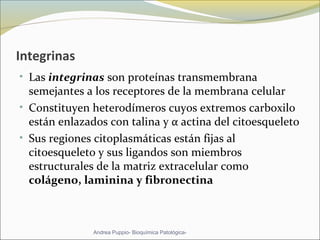 Integrinas
• Las integrinas son proteínas transmembrana 
semejantes a los receptores de la membrana celular
• Constituyen heterodímeros cuyos extremos carboxilo 
están enlazados con talina y α actina del citoesqueleto 
• Sus regiones citoplasmáticas están fijas al 
citoesqueleto y sus ligandos son miembros 
estructurales de la matriz extracelular como 
colágeno, laminina y fibronectina 
Andrea Puppio- Bioquímica Patológica-
 