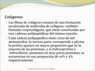 Colágenos
• Las fibras de colágeno constan de una formación 
escalonada de moléculas de colágeno, también 
llamadas tropocolágeno, que están constituidas por 
tres cadenas polipeptídicas del mismo tamaño. 
• Cada cadena polipeptídica tiene cerca de mil 
aminoácidos; la tercera parte corresponde a glicina, 
la prolina aparece en mayor proporción que en la 
mayoría de las proteínas, y la hidroxiprolina e 
 hidroxilisina, presentes en muy pocas proteínas, se 
encuentran en una proporción de 10% y 3% 
respectivamente
Andrea Puppio- Bioquímica Patológica-
 