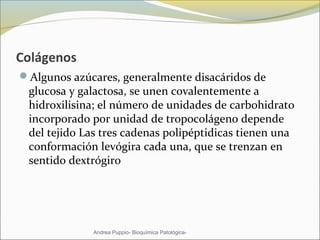 Colágenos
Algunos azúcares, generalmente disacáridos de 
glucosa y galactosa, se unen covalentemente a 
hidroxilisina; el número de unidades de carbohidrato 
incorporado por unidad de tropocolágeno depende 
del tejido Las tres cadenas polipéptidicas tienen una 
conformación levógira cada una, que se trenzan en 
sentido dextrógiro
Andrea Puppio- Bioquímica Patológica-
 