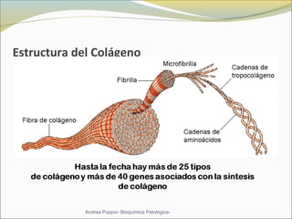 Estructura del Colágeno
Andrea Puppio- Bioquímica Patológica-
 