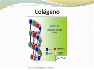 Colágeno
Andrea Puppio- Bioquímica Patológica-
 