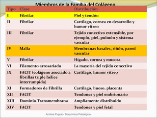Miembros de la Familia del Colágeno
Tipo  Clase  Distribución
I Fibrilar Piel y tendón 
II Fibrilar Cartílago, cornea en desarrollo y 
humor vítreo   
III Fibrilar Tejido conectivo extensible, por 
ejemplo, piel, pulmón y sistema 
vascular
IV Malla Membranas basales, riñón, pared 
vascular
V Fibrilar  Hígado, cornea y mucosa
VI Filamento arrosariado La mayoría del tejido conectivo
IX FACIT (colágeno asociado a 
fibrillas triple hélice  
interrumpida)
Cartílago, humor vítreo  
XI Formadores de Fibrilla Cartílago, hueso, placenta
XII FACIT Tendones y piel embrionario
XIII Dominio Transmembrana Ampliamente distribuido
XIV FACIT  Tendones y piel fetal 
Andrea Puppio- Bioquímica Patológica-
 