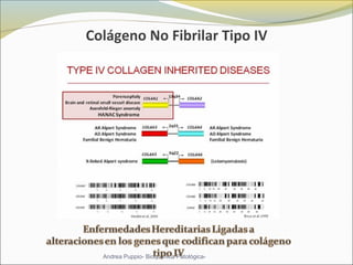 Colágeno No Fibrilar Tipo IV
Andrea Puppio- Bioquímica Patológica-
 