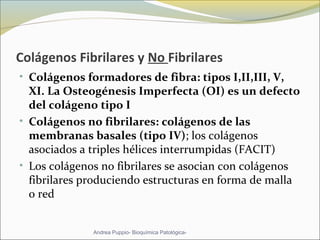 Colágenos Fibrilares y No Fibrilares
• Colágenos formadores de fibra: tipos I,II,III, V, 
XI. La Osteogénesis Imperfecta (OI) es un defecto 
del colágeno tipo I
• Colágenos no fibrilares: colágenos de las 
membranas basales (tipo IV); los colágenos 
asociados a triples hélices interrumpidas (FACIT) 
• Los colágenos no fibrilares se asocian con colágenos 
fibrilares produciendo estructuras en forma de malla 
o red 
Andrea Puppio- Bioquímica Patológica-
 