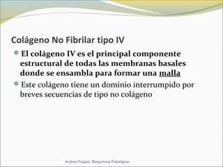 Colágeno No Fibrilar tipo IV
El colágeno IV es el principal componente 
estructural de todas las membranas basales 
donde se ensambla para formar una malla 
Este colágeno tiene un dominio interrumpido por 
breves secuencias de tipo no colágeno 
Andrea Puppio- Bioquímica Patológica-
 