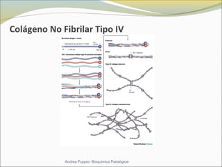 Colágeno No Fibrilar Tipo IV
Andrea Puppio- Bioquímica Patológica-
 