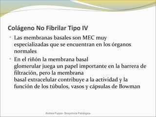 Colágeno No Fibrilar Tipo IV
• Las membranas basales son MEC muy 
especializadas que se encuentran en los órganos 
normales
• En el riñón la membrana basal 
glomerular juega un papel importante en la barrera de 
filtración, pero la membrana 
basal extracelular contribuye a la actividad y la 
función de los túbulos, vasos y cápsulas de Bowman
Andrea Puppio- Bioquímica Patológica-
 