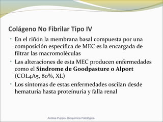 Colágeno No Fibrilar Tipo IV
• En el riñón la membrana basal compuesta por una 
composición específica de MEC es la encargada de 
filtrar las macromoléculas 
• Las alteraciones de esta MEC producen enfermedades 
como el Síndrome de Goodpasture o Alport  
(COL4A5, 80%, XL)
• Los síntomas de estas enfermedades oscilan desde 
hematuria hasta proteínuria y falla renal 
Andrea Puppio- Bioquímica Patológica-
 