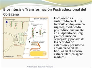 Biosíntesis y Transformación Postraduccional del
Colágeno
• El colágeno es 
sintetizado en el RER 
(retículo endoplasmico 
rugoso), modificado 
postraduccionalmente 
en el Aparato de Golgi, 
y a continuación 
segregado y podado de 
los péptidos de 
extensión y por último 
ensamblado en las 
fibrillas en el espacio 
extracelular (colágeno 
maduro)
Andrea Puppio- Bioquímica Patológica-
 