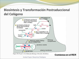 Biosíntesis y Transformación Postraduccional
del Colágeno
Andrea Puppio- Bioquímica Patológica-
 
