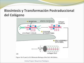 Biosíntesis y Transformación Postraduccional
del Colágeno
Andrea Puppio- Bioquímica Patológica-
 