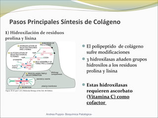 Pasos Principales Síntesis de Colágeno
1) Hidroxilación de residuos 
prolina y lisina 
El polipeptido  de colágeno 
sufre modificaciones 
3 hidroxilasas añaden grupos 
hidroxilos a los residuos 
prolina y lisina 
Estas hidroxilasas 
requieren ascorbato 
(Vitamina C) como 
cofactor 
Andrea Puppio- Bioquímica Patológica-
 
