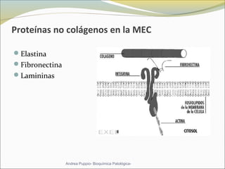 Proteínas no colágenos en la MEC
Elastina
Fibronectina
Lamininas 
Andrea Puppio- Bioquímica Patológica-
 