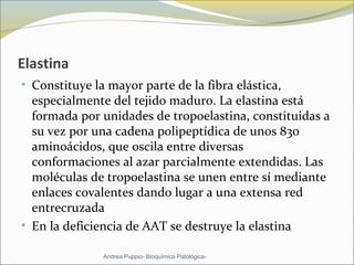 Elastina
• Constituye la mayor parte de la fibra elástica, 
especialmente del tejido maduro. La elastina está 
formada por unidades de tropoelastina, constituidas a 
su vez por una cadena polipeptídica de unos 830 
aminoácidos, que oscila entre diversas 
conformaciones al azar parcialmente extendidas. Las 
moléculas de tropoelastina se unen entre sí mediante 
enlaces covalentes dando lugar a una extensa red 
entrecruzada 
• En la deficiencia de AAT se destruye la elastina… 
Andrea Puppio- Bioquímica Patológica-
 