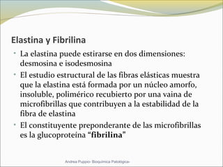 Elastina y Fibrilina
• La elastina puede estirarse en dos dimensiones: 
desmosina e isodesmosina 
• El estudio estructural de las fibras elásticas muestra 
que la elastina está formada por un núcleo amorfo, 
insoluble, polimérico recubierto por una vaina de 
microfibrillas que contribuyen a la estabilidad de la 
fibra de elastina 
• El constituyente preponderante de las microfibrillas 
es la glucoproteína “fibrilina”  
Andrea Puppio- Bioquímica Patológica-
 
