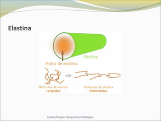 Elastina
Andrea Puppio- Bioquímica Patológica-
 