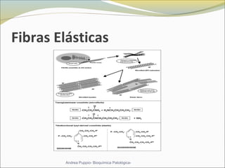 Fibras Elásticas
Andrea Puppio- Bioquímica Patológica-
 