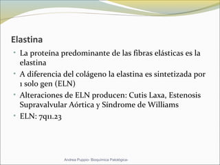Elastina
• La proteína predominante de las fibras elásticas es la 
elastina
• A diferencia del colágeno la elastina es sintetizada por 
1 solo gen (ELN)
• Alteraciones de ELN producen: Cutis Laxa, Estenosis 
Supravalvular Aórtica y Síndrome de Williams
• ELN: 7q11.23 
Andrea Puppio- Bioquímica Patológica-
 