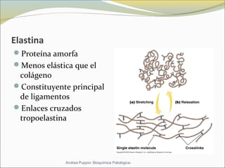 Elastina
Proteína amorfa
Menos elástica que el 
colágeno
Constituyente principal 
de ligamentos
Enlaces cruzados 
tropoelastina
Andrea Puppio- Bioquímica Patológica-
 
