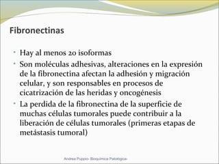 Fibronectinas
• Hay al menos 20 isoformas 
• Son moléculas adhesivas, alteraciones en la expresión 
de la fibronectina afectan la adhesión y migración 
celular, y son responsables en procesos de 
cicatrización de las heridas y oncogénesis
• La perdida de la fibronectina de la superficie de 
muchas células tumorales puede contribuir a la 
liberación de células tumorales (primeras etapas de 
metástasis tumoral)
Andrea Puppio- Bioquímica Patológica-
 