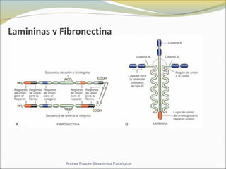 Lamininas y Fibronectina
Andrea Puppio- Bioquímica Patológica-
 