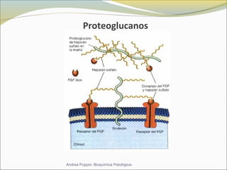 Proteoglucanos
Andrea Puppio- Bioquímica Patológica-
 