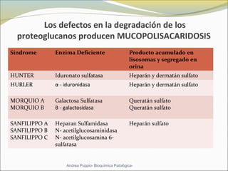 Los defectos en la degradación de los
proteoglucanos producen MUCOPOLISACARIDOSIS
Síndrome Enzima Deficiente Producto acumulado en 
lisosomas y segregado en 
orina
HUNTER Iduronato sulfatasa Heparán y dermatán sulfato
HURLER α - iduronidasa Heparán y dermatán sulfato
MORQUIO A
MORQUIO B
Galactosa Sulfatasa
Β - galactosidasa
Queratán sulfato
Queratán sulfato
SANFILIPPO A
SANFILIPPO B
SANFILIPPO C
Heparan Sulfamidasa
N- acetilglucosaminidasa
N- acetilglucosamina 6- 
sulfatasa 
Heparán sulfato
Andrea Puppio- Bioquímica Patológica-
 