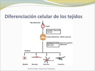 Diferenciación celular de los tejidos
Andrea Puppio- Bioquímica Patológica-
 