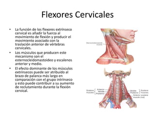 Flexores Cervicales
• La función de los flexores extrínseco
cervical es añadir la fuerza al
movimiento de flexión y producir el
movimiento asociado con la
traslación anterior de vértebras
cervicales.
• Los músculos que producen este
mecanismo son el
esternocleidomastoideo y escalenos
anterior y medio.
• El efecto dominante de los músculos
extrínsecos puede ser atribuido al
brazo de palanca más largo en
comparación con el grupo intrínseco
y esto puede contribuir a su aumento
de reclutamiento durante la flexión
cervical.
 