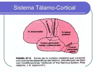 Sistema Tálamo-Cortical
 