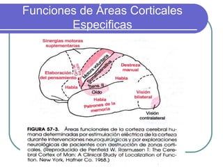 Funciones de Áreas Corticales
Especificas
 