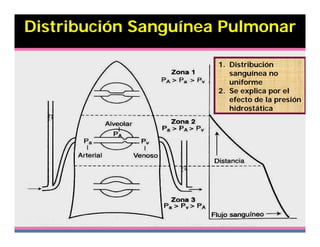Distribución Sanguínea Pulmonar

                      1. Distribución
                         sanguínea no
                         uniforme
                      2. Se explica por el
                         efecto de la presión
                         hidrostática
 