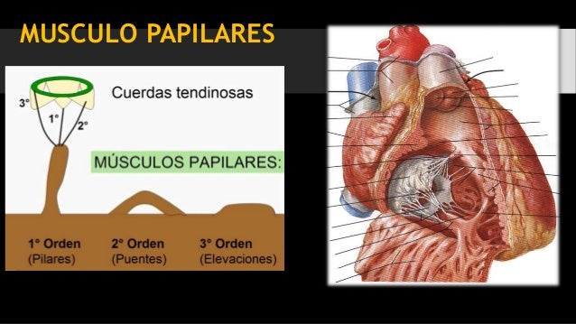SISTEMA CARDIOVASCULAR
