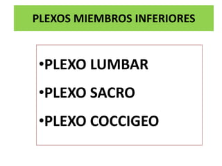 PLEXOS MIEMBROS INFERIORES


•PLEXO LUMBAR
•PLEXO SACRO
•PLEXO COCCIGEO
 