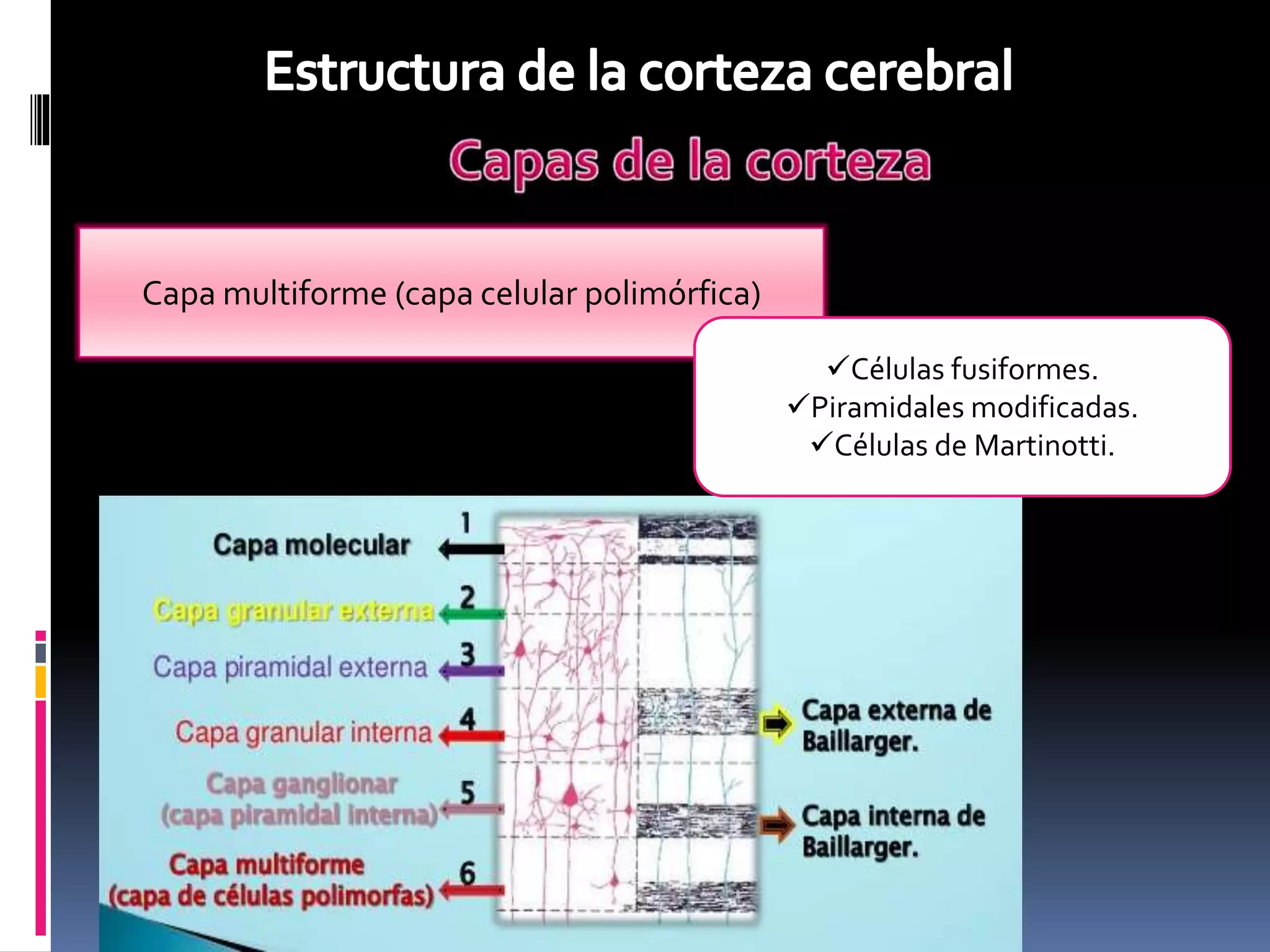 Clase corteza cerebral | PPTX | Brain and Nervous System Disorders ...