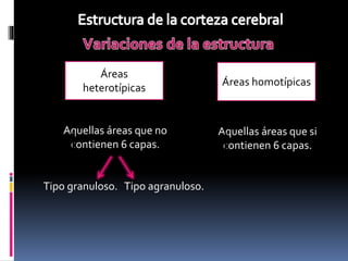 Clase corteza cerebral | PPTX