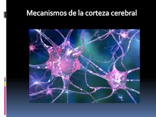 Clase corteza cerebral | PPTX