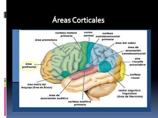 Clase corteza cerebral | PPTX