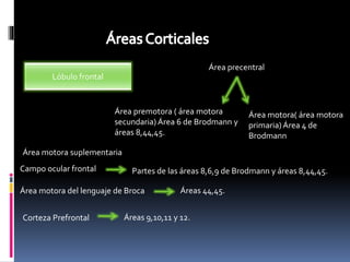 Clase corteza cerebral | PPTX