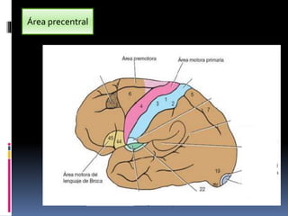 Clase corteza cerebral | PPTX