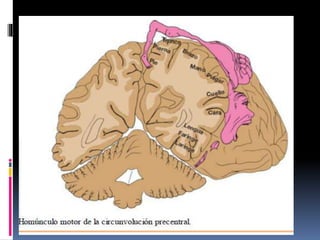 Clase corteza cerebral | PPTX