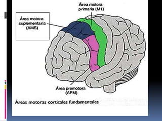 Clase corteza cerebral | PPTX