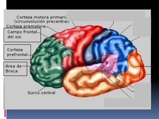 Clase corteza cerebral | PPTX