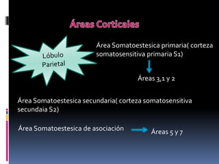 Clase corteza cerebral | PPTX