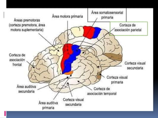 Clase corteza cerebral | PPTX