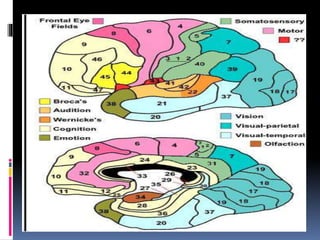 Clase corteza cerebral | PPTX