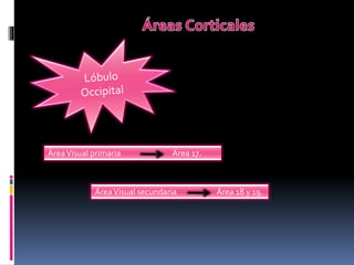 Clase corteza cerebral | PPTX