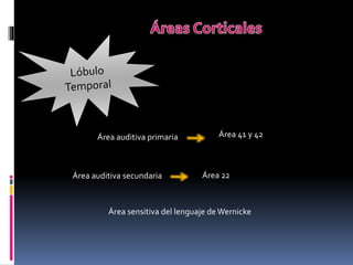 Clase corteza cerebral | PPTX