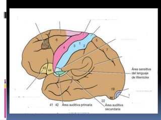 Clase corteza cerebral | PPTX